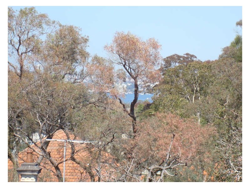 17/22 Melrose Street, Mosman NSW 2088