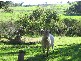 Yornup WA 6256