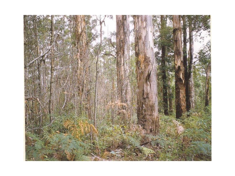 Lot 39 Karri Lane, Quinninup WA 6258