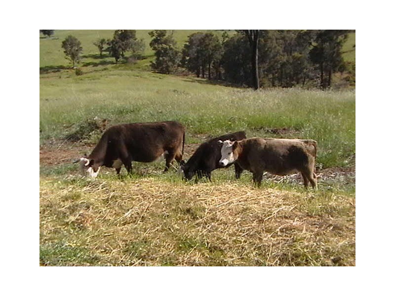 Lot 35 Hester Hall Road, Bridgetown WA 6255