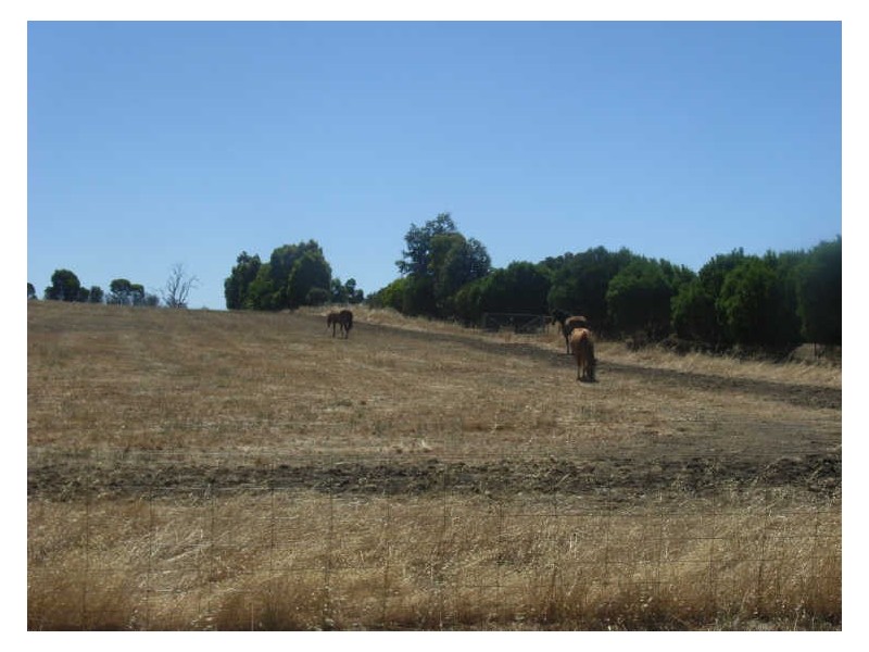 24 Williams Street, Boyup Brook WA 6244