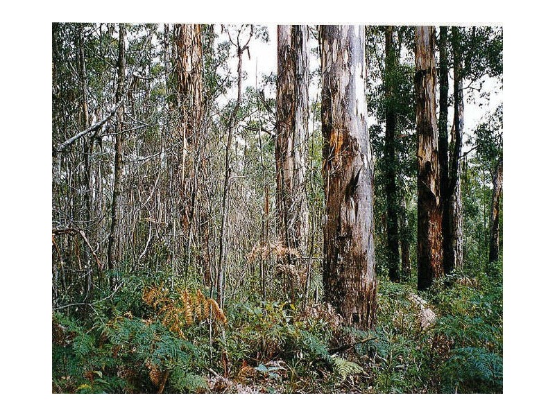 Lot 164 Karri Lane, Quinninup WA 6258