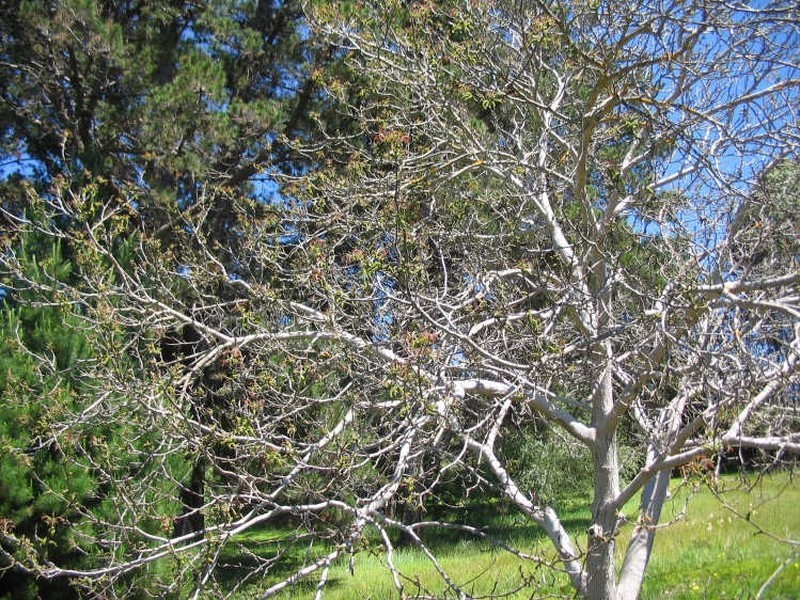 18A Campbell Street, Bridgetown WA 6255