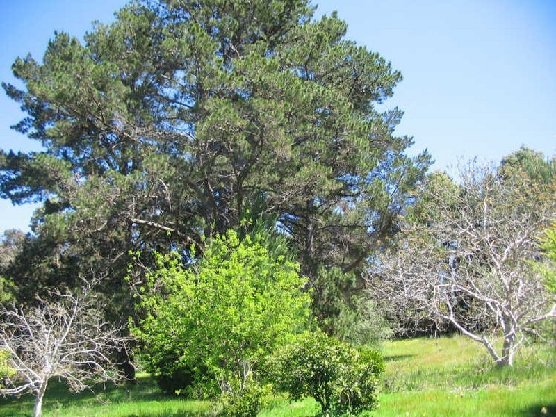 18A Campbell Street, Bridgetown WA 6255