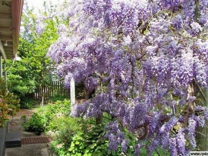 33 Jephson Street, Greenbushes WA 6254