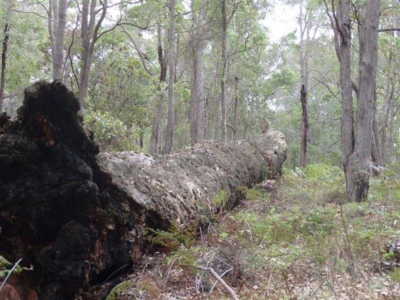 Lot 11933 South Western Highway, Yornup WA 6256