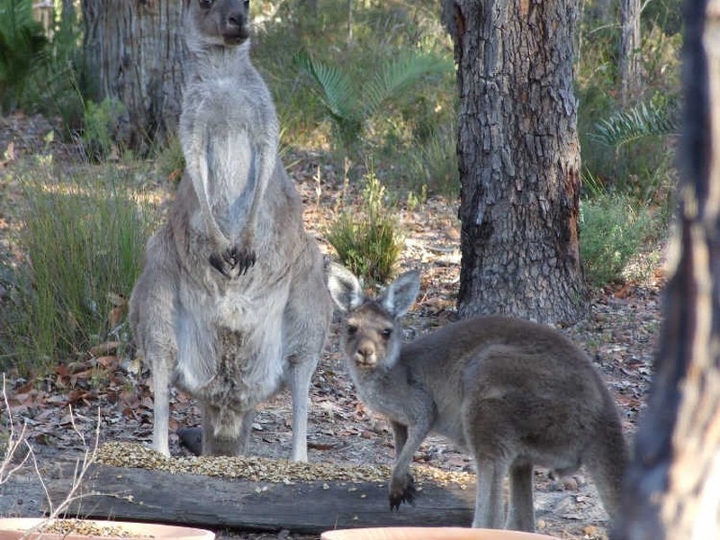 Lot 56 Cootayarup Road, Tonebridge WA 6244