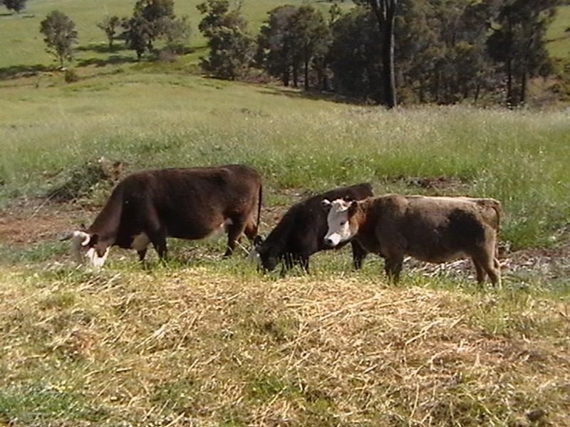 35 Hester Hall Road, Bridgetown WA 6255