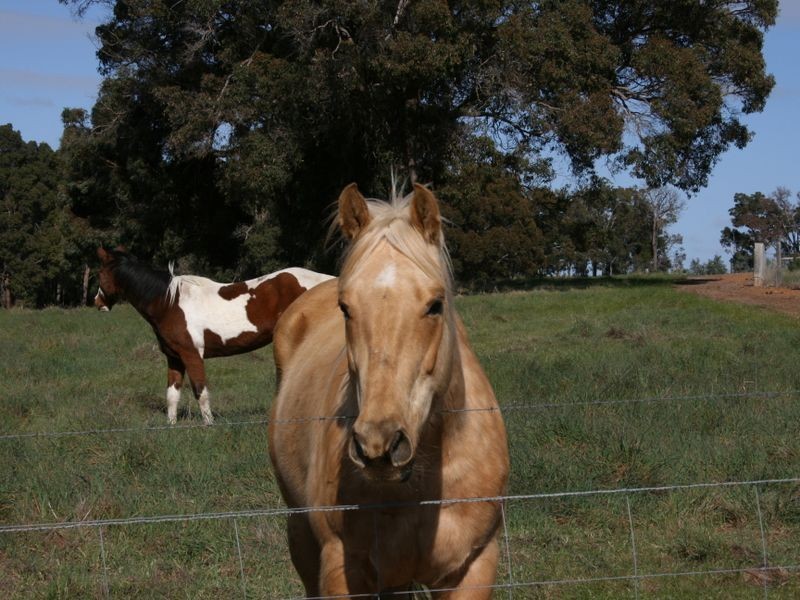 Lot 210 Ridgeview Ave Ridgeview Estate, Boyup Brook WA 6244