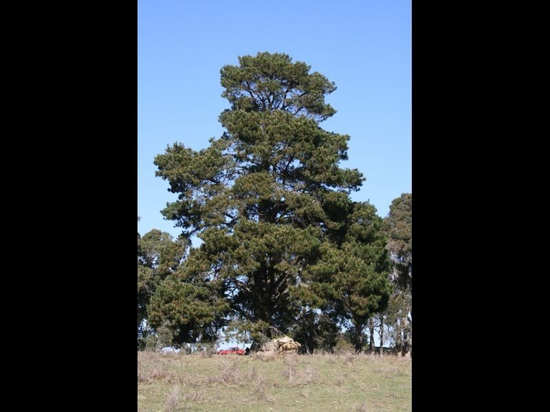 Lot 217 Ridgeview Ave Ridgeview Estate, Boyup Brook WA 6244