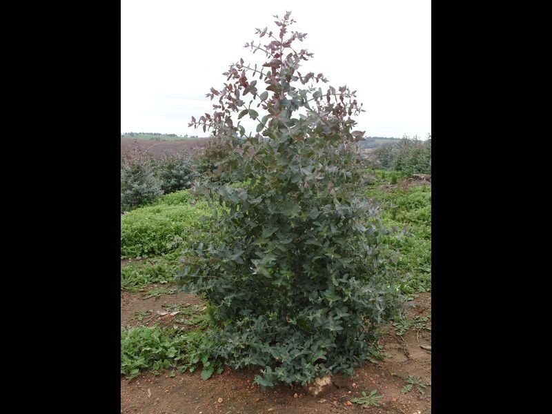 3594 South Western Hwy, Bridgetown WA 6255