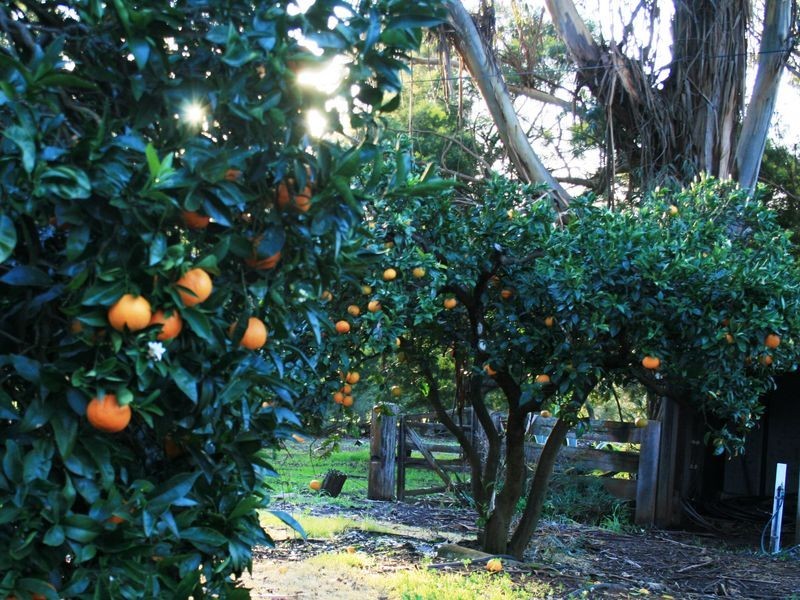 Lot 150 Brockman Hwy, Bridgetown WA 6255