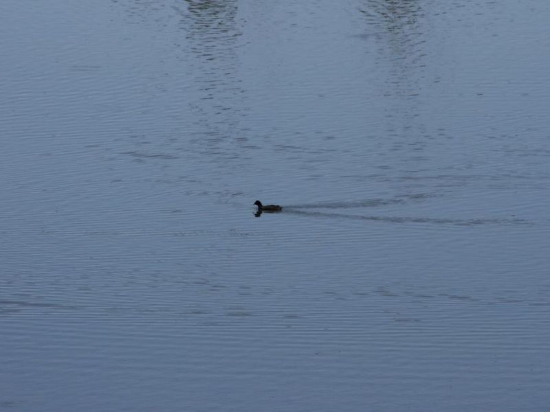 Lot 337 Stirling Street, Bridgetown WA 6255