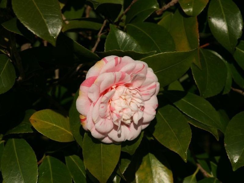 Lot 337 Stirling Street, Bridgetown WA 6255