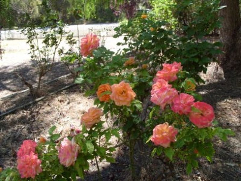 19 – 21 Gifford Road, Bridgetown WA 6255