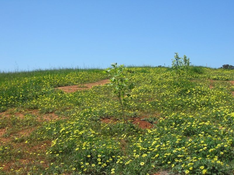 Lot 267 Balmoral Drive, Bridgetown WA 6255