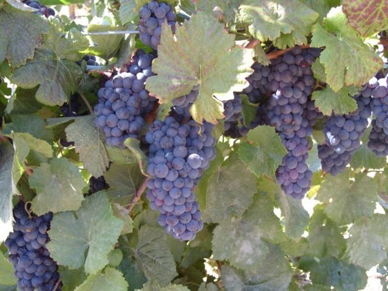 132 River Road, Bridgetown WA 6255