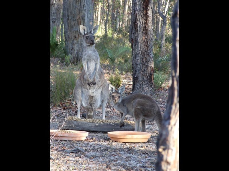 56 Cootayerup, Tonebridge WA 6244