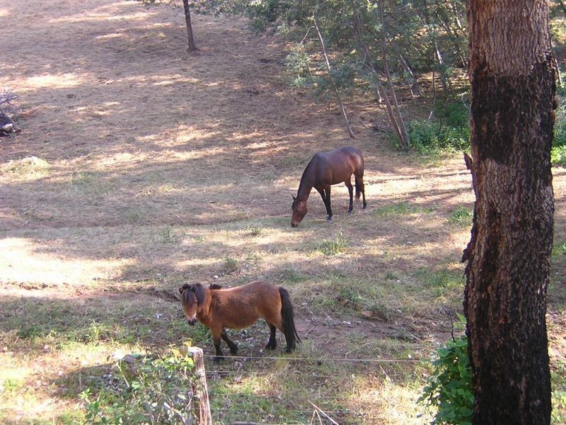 82 Roe Street, Bridgetown WA 6255