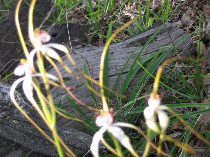 Lot 1 Cootayarup Road, Tonebridge WA 6244