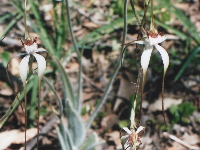 Lot 1 Cootayarup Road, Tonebridge WA 6244