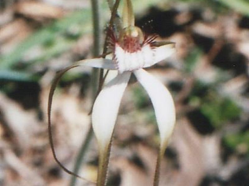 Lot 1 Cootayarup Road, Tonebridge WA 6244