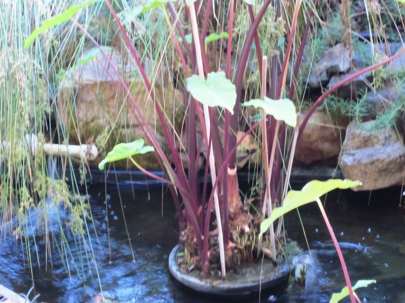 67 Carey Street, Bridgetown WA 6255