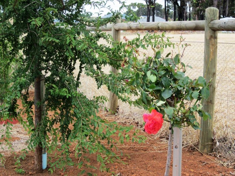 64 Balmoral Drive, Bridgetown WA 6255