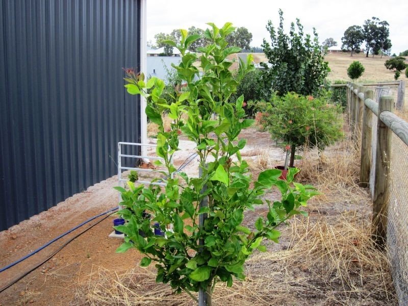 64 Balmoral Drive, Bridgetown WA 6255