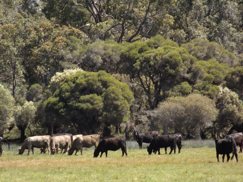 2309 Mill Road, Yornup WA 6256