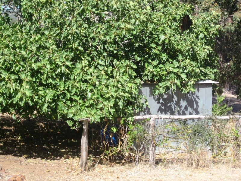 686 McLarty Street, Bridgetown WA 6255