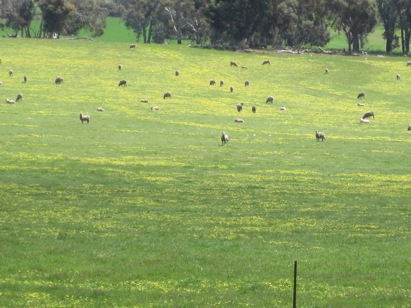 51 Muir Road, Mayanup WA 6244