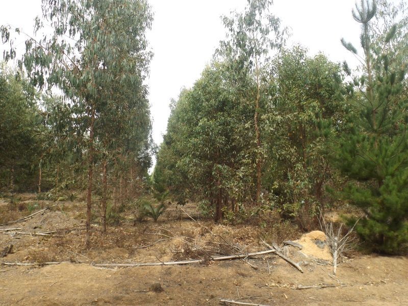 L 801 Greville Road, Bridgetown WA 6255