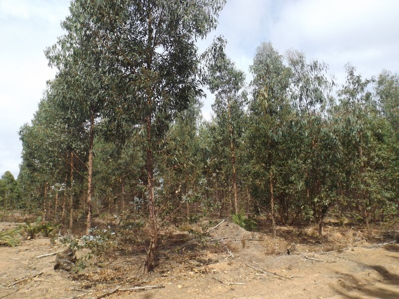 L 801 Greville Road, Bridgetown WA 6255