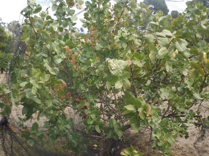 2 McLarty Street, Bridgetown WA 6255