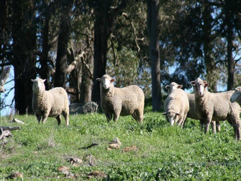 L 239 Ridgeview Avenue, Boyup Brook WA 6244