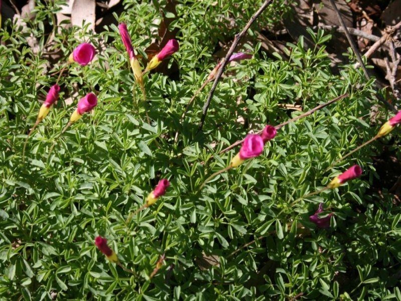 L 239 Ridgeview Avenue, Boyup Brook WA 6244