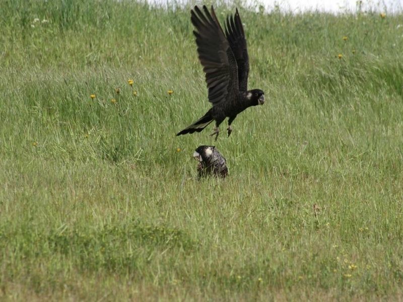 L 441 Gleneagles Drive, Bridgetown WA 6255