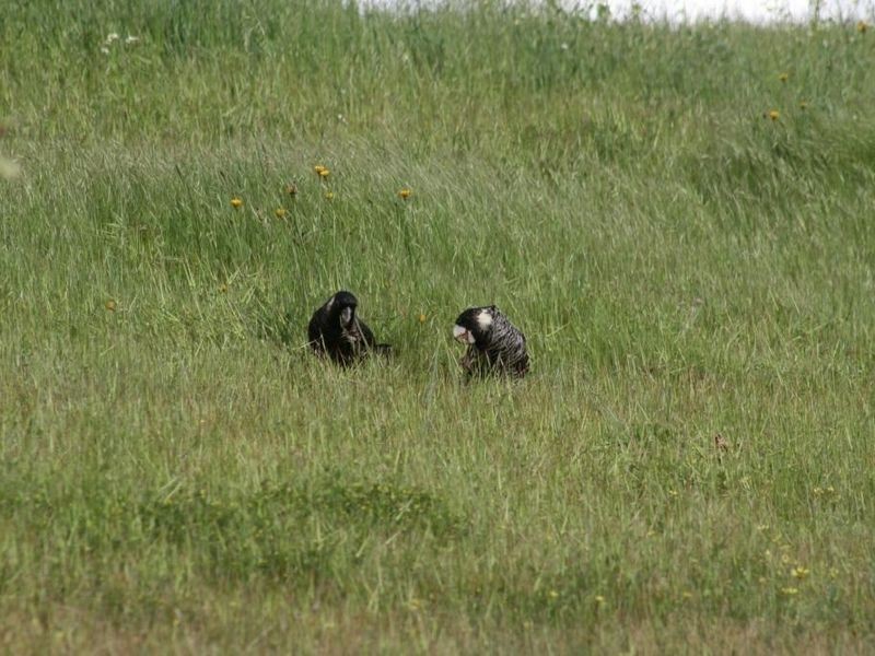 L 441 Gleneagles Drive, Bridgetown WA 6255