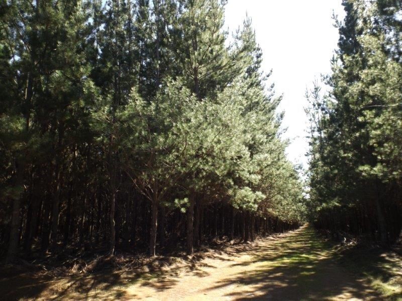 Lot 800 Greville Road, Bridgetown WA 6255