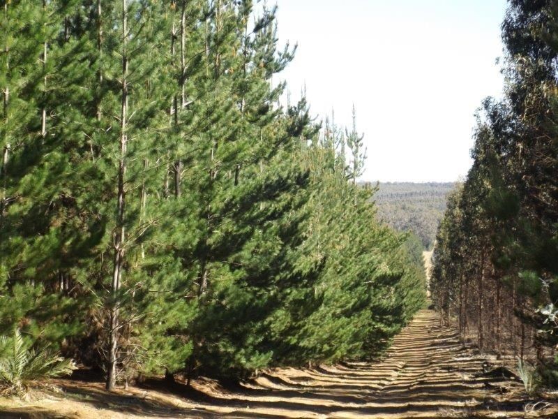 Lot 800 Greville Road, Bridgetown WA 6255