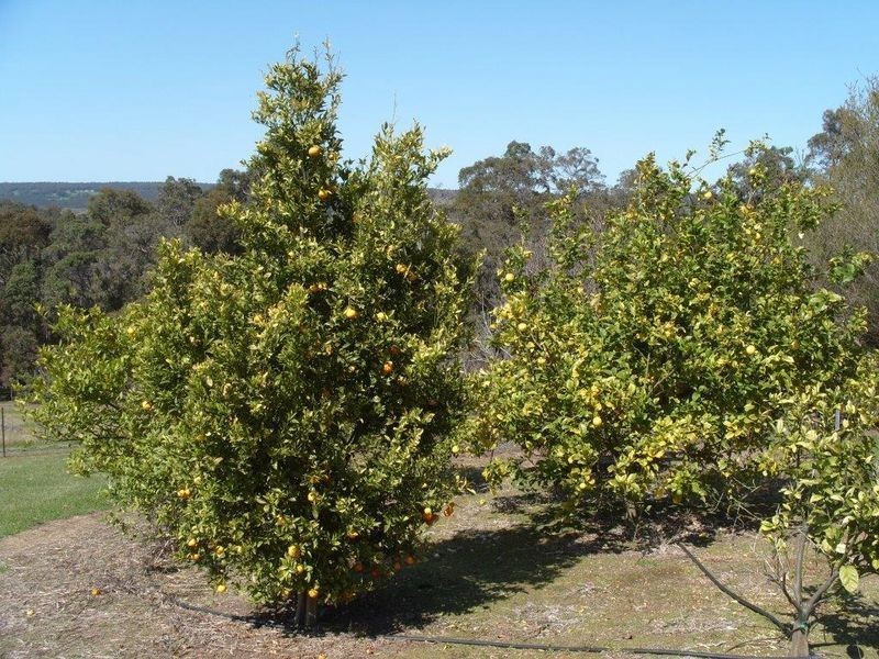 Lot 19 Silver Birch Heights, Bridgetown WA 6255