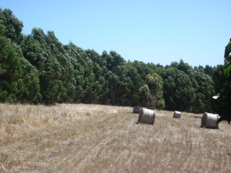 Lot 1169 Henderson Street, Bridgetown WA 6255