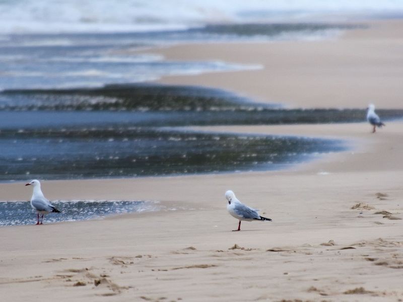 3/13-15 Cypress Crescent, Cabarita Beach NSW 2488