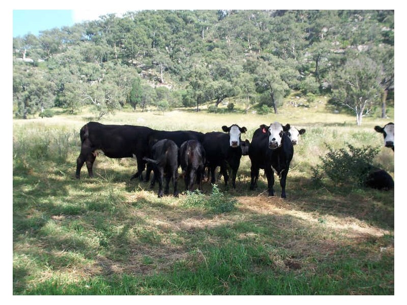 Lot 188 Powers Road, Wybong NSW 2333