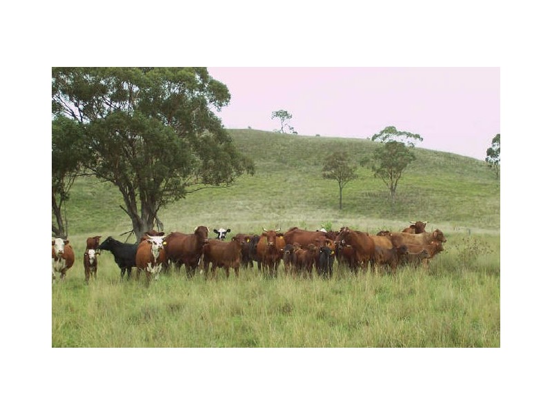 750 Muscle Creek Road, Muswellbrook NSW 2333