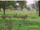 750 Muscle Creek Road, Muswellbrook NSW 2333