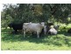 1432 Gundy Road, Scone NSW 2337