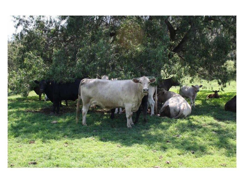 1432 Gundy Road, Scone NSW 2337