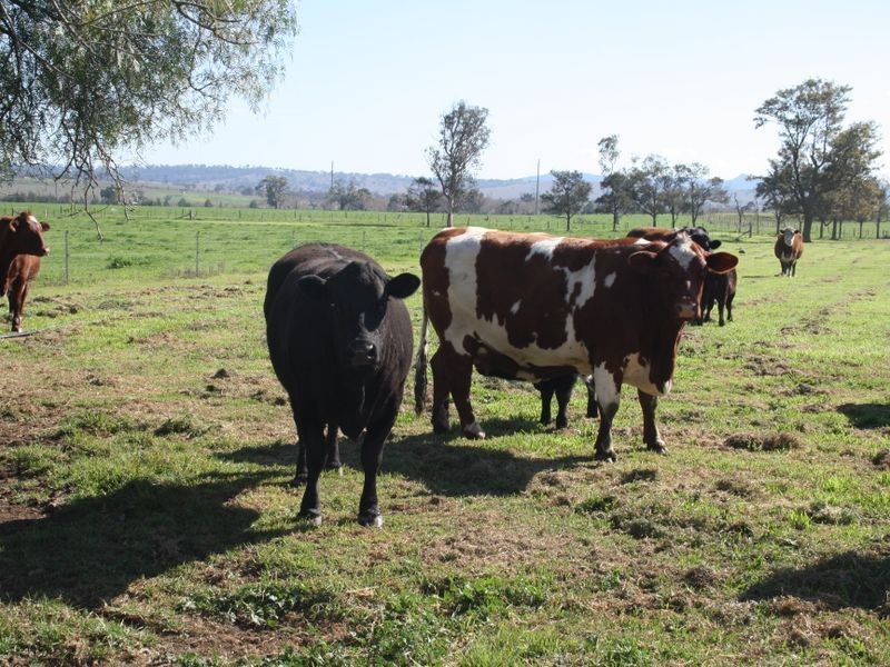 Elgin – New England Highway, Muswellbrook NSW 2333